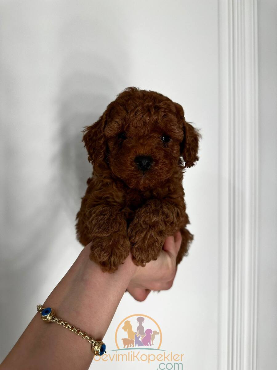 satılık Poodle Toy ikinci fotoğrafı