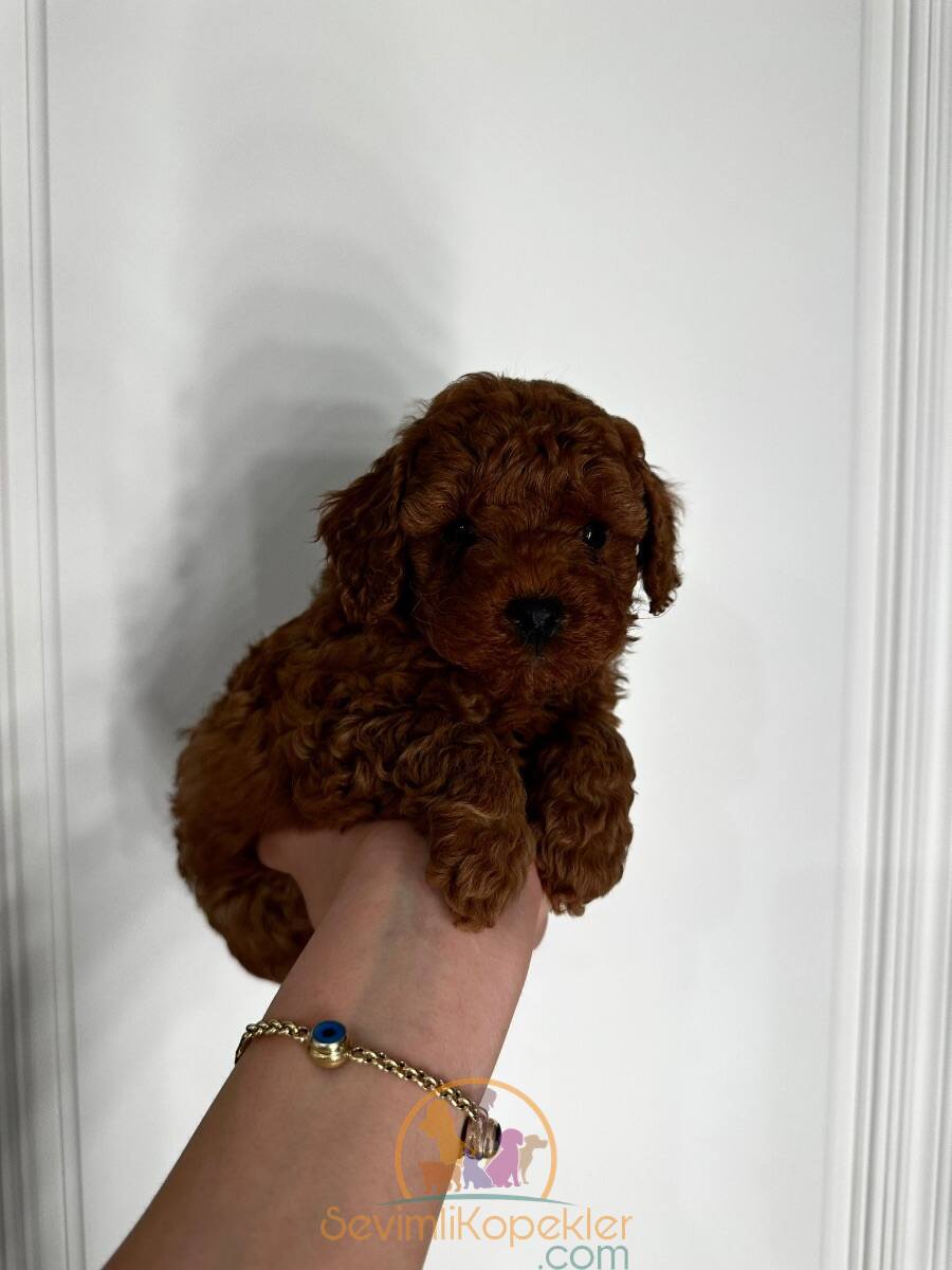 satılık Poodle Toy üçüncü fotoğrafı