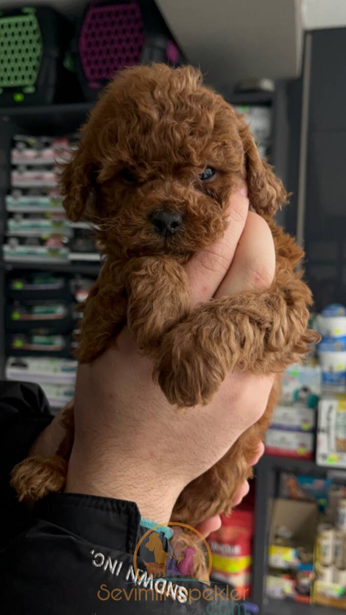 satılık Poodle Toy fiyatı