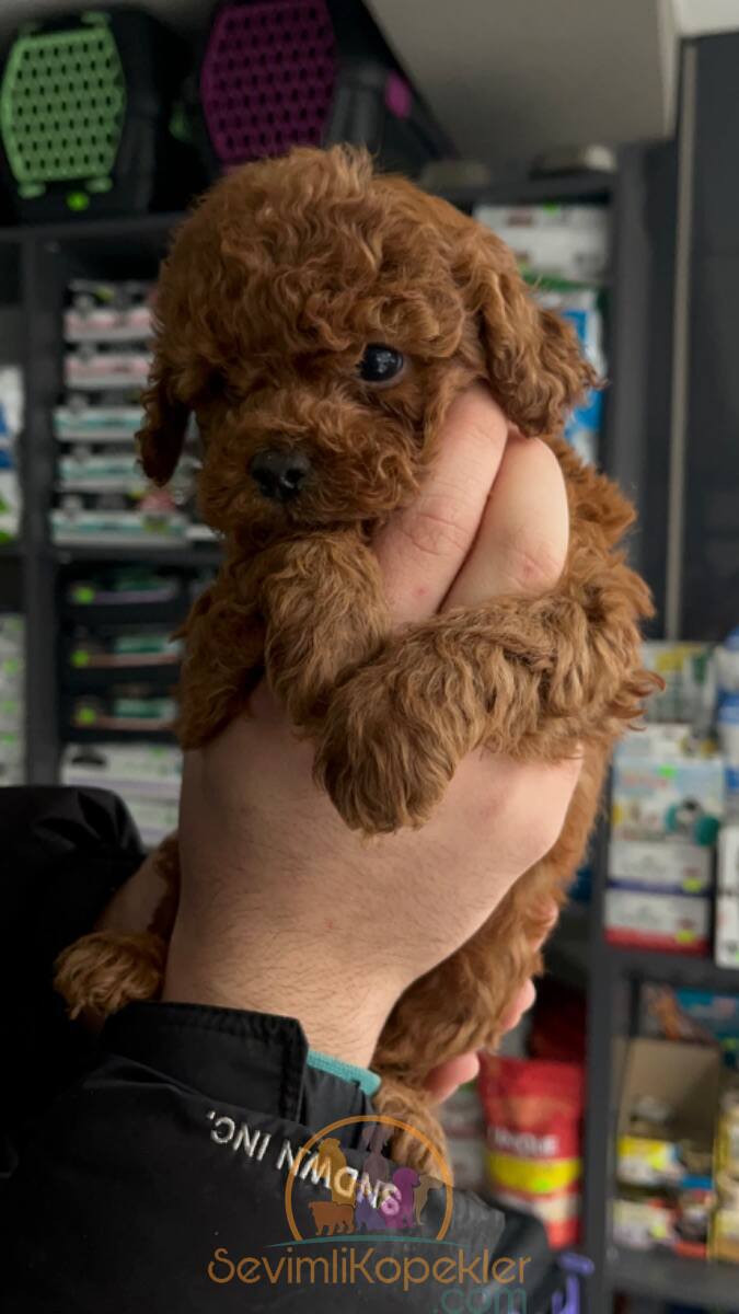 satılık Poodle Toy üçüncü fotoğrafı