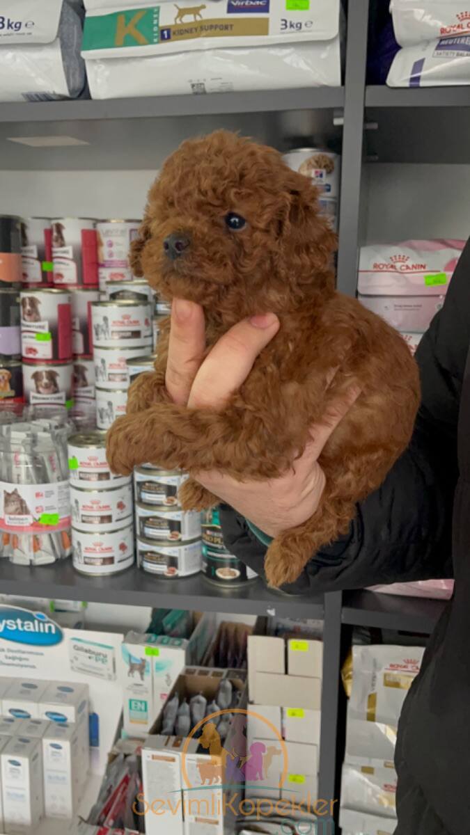 satılık Micro Poodle ikinci fotoğrafı