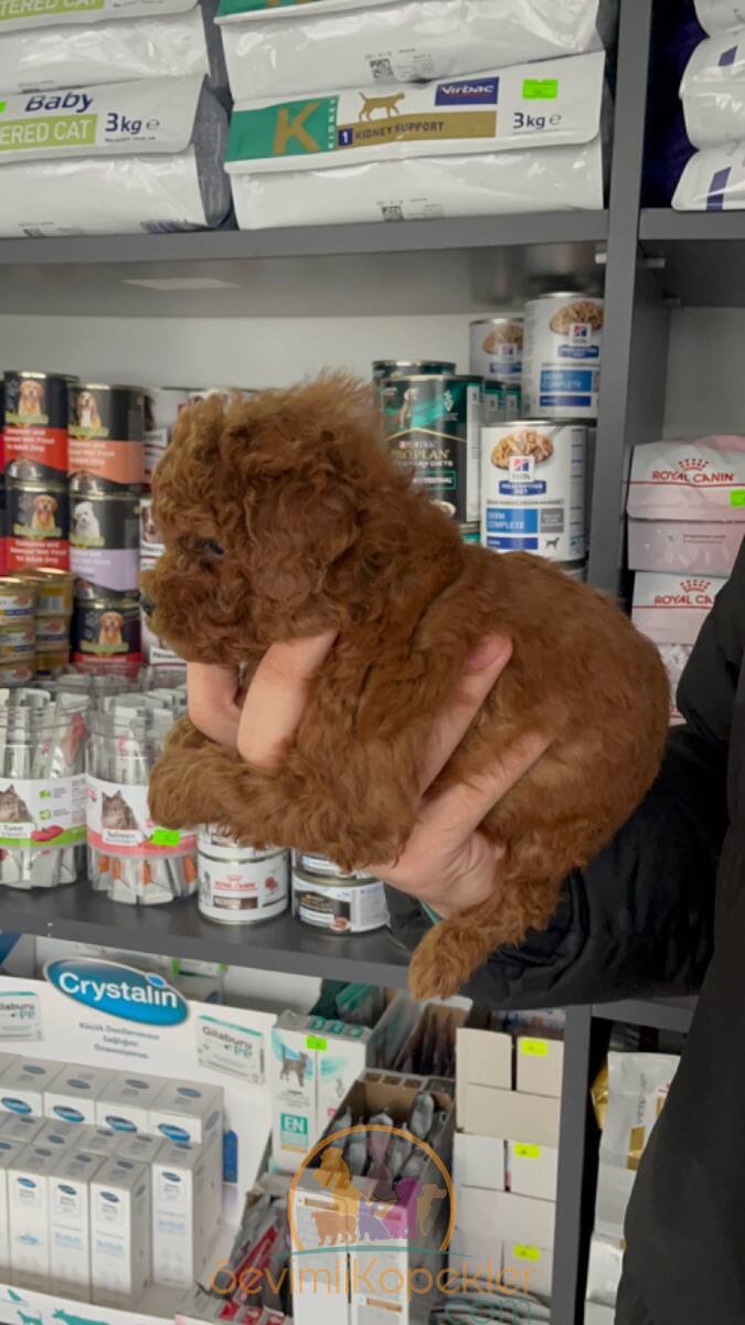 satılık Micro Poodle beşinci fotoğrafı