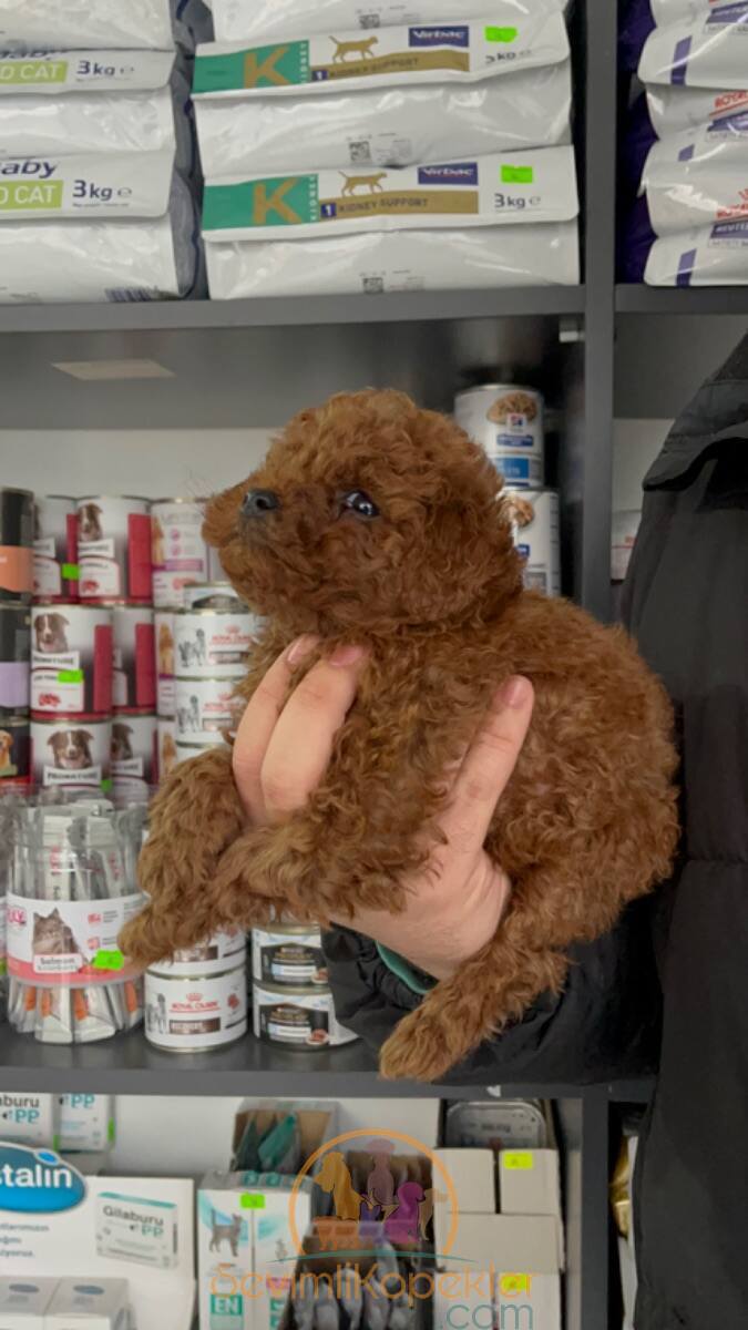 satılık Poodle Toy üçüncü fotoğrafı