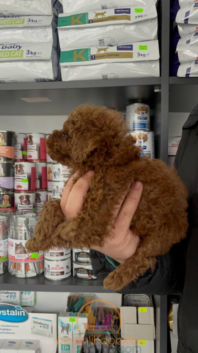 satılık Poodle Toy beşinci fotoğrafı