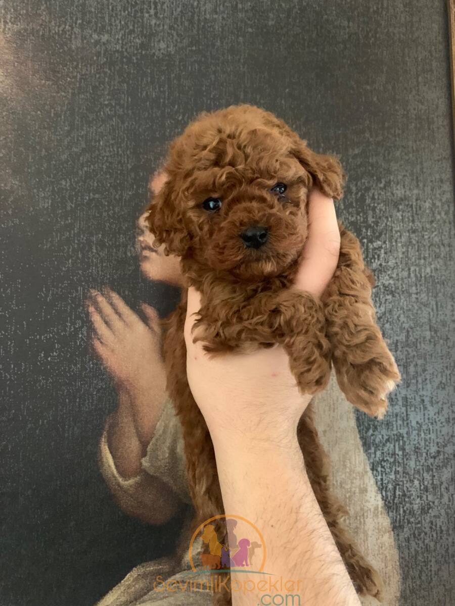 satılık Poodle Toy ikinci fotoğrafı