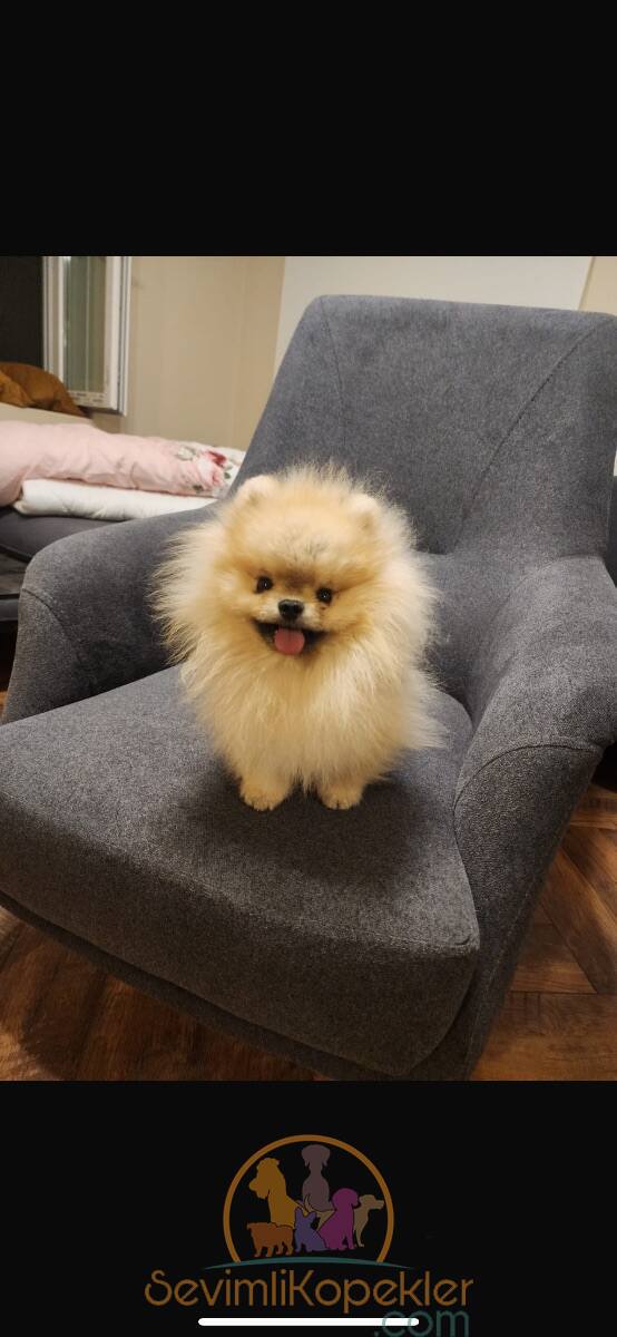 satılık Pomeranian ikinci fotoğrafı