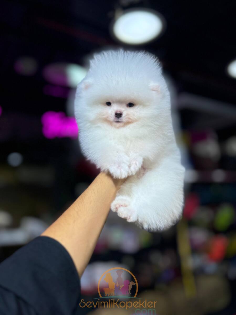 satılık Pomeranian dördüncü fotoğrafı