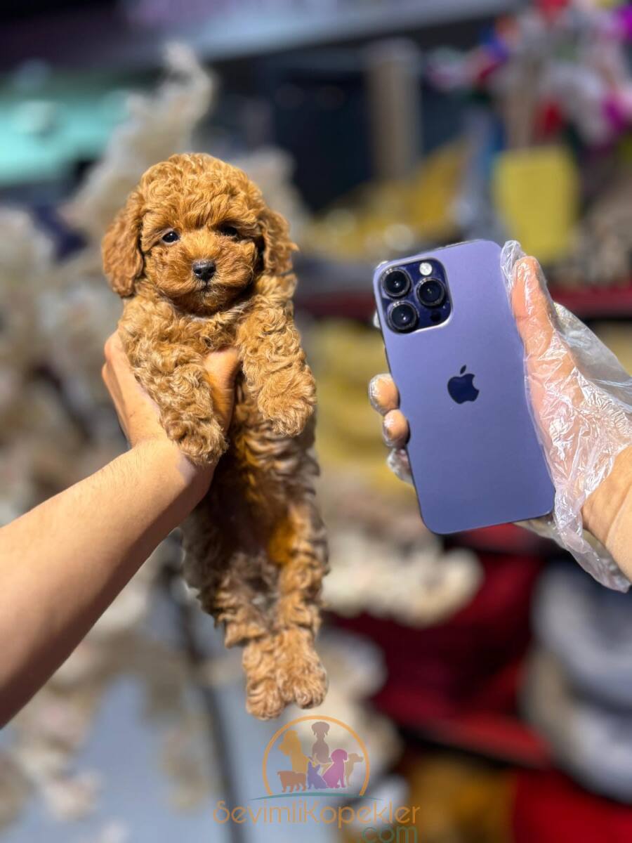 satılık Poodle Toy üçüncü fotoğrafı