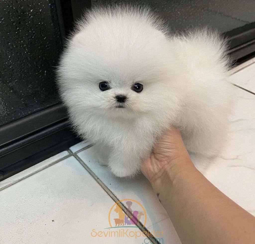 satılık Micro Pomeranian fiyatı