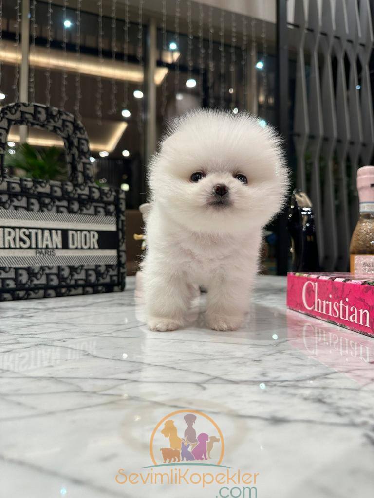 satılık Micro Pomeranian ikinci fotoğrafı