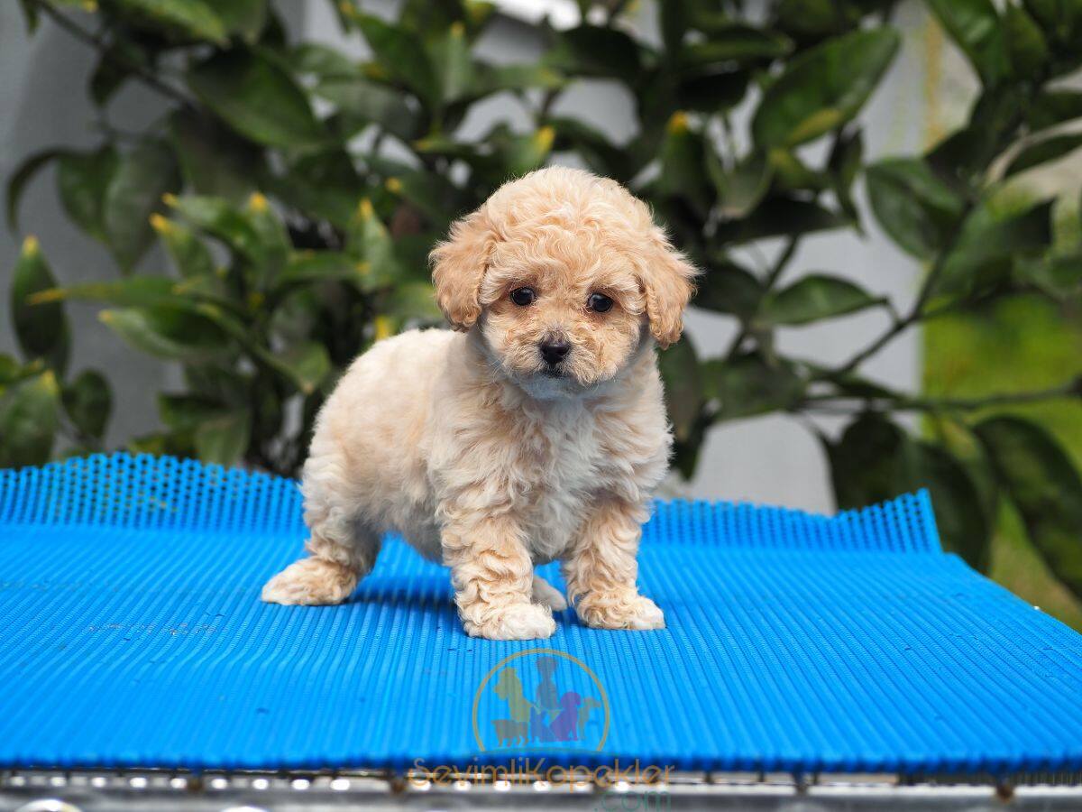 satılık Maltipoo ikinci fotoğrafı