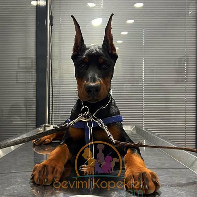 satılık Doberman fiyatı