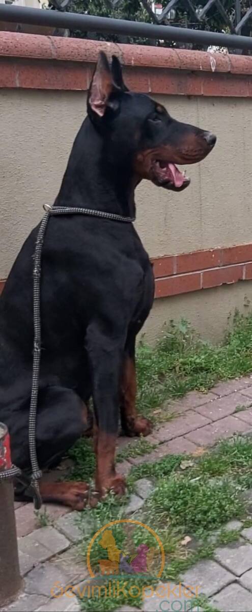 satılık Doberman üçüncü fotoğrafı