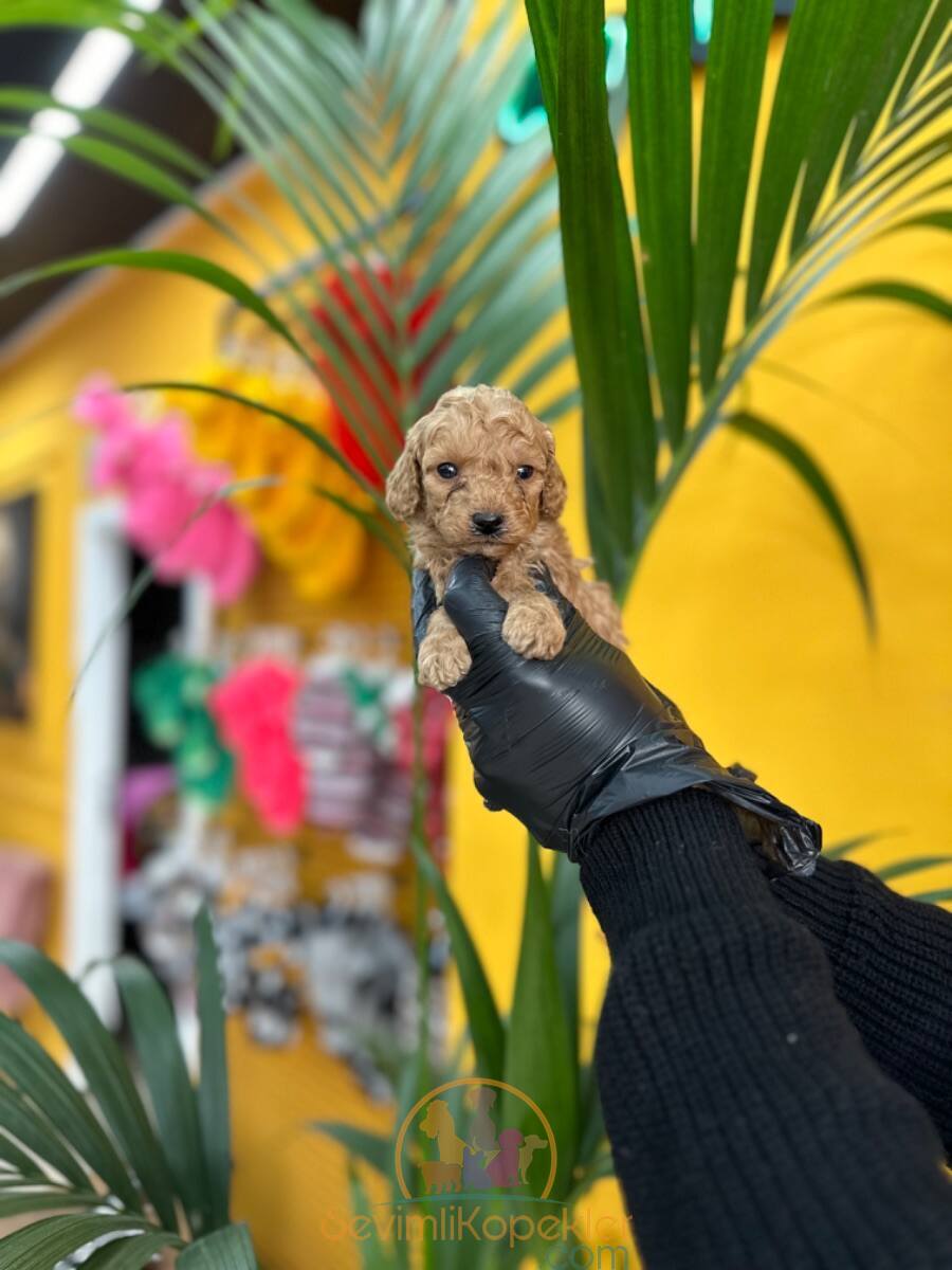 satılık Maltipoo beşinci fotoğrafı