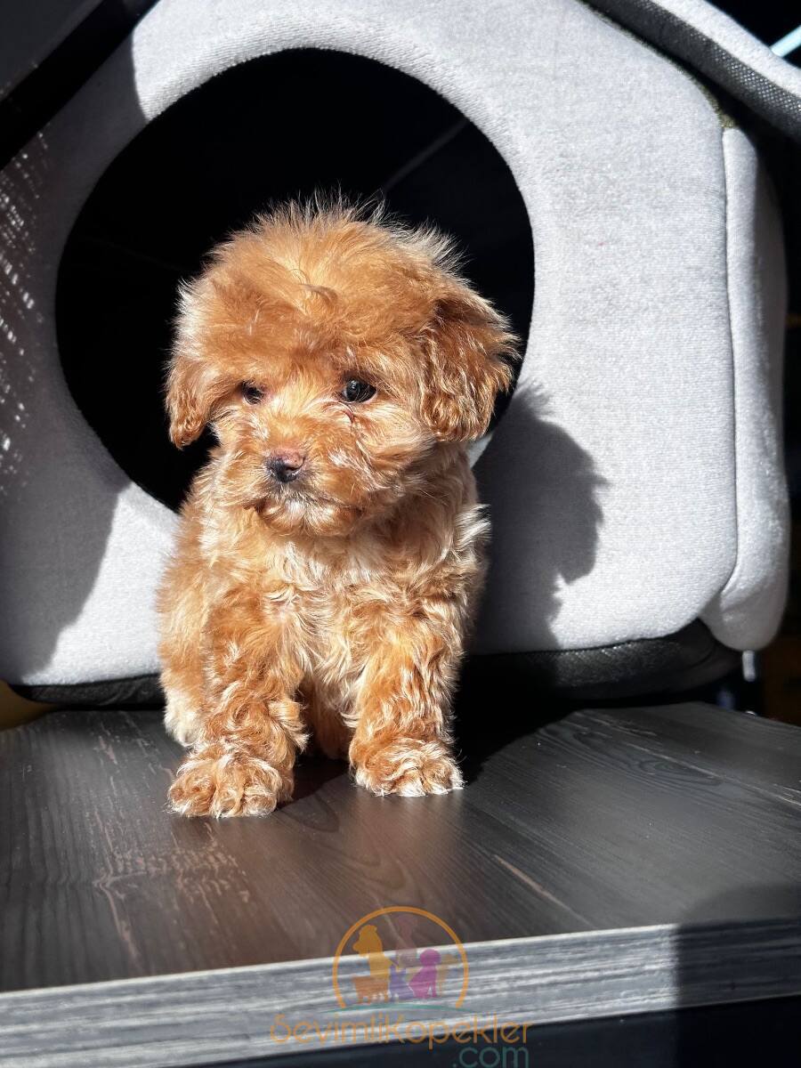 satılık Maltipoo ikinci fotoğrafı