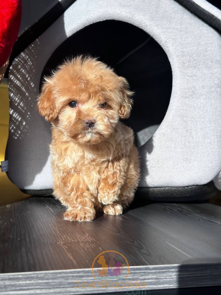 satılık Maltipoo üçüncü fotoğrafı