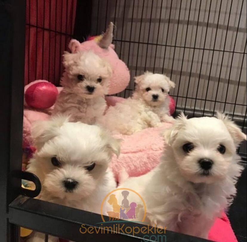 satılık Terrier Maltese ikinci fotoğrafı