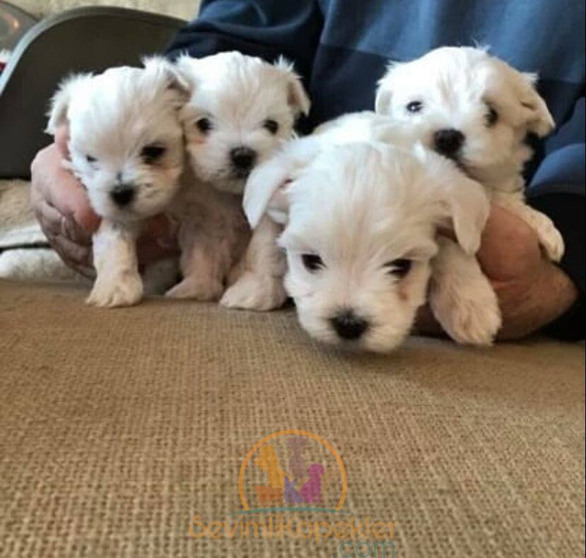 satılık Terrier Maltese üçüncü fotoğrafı