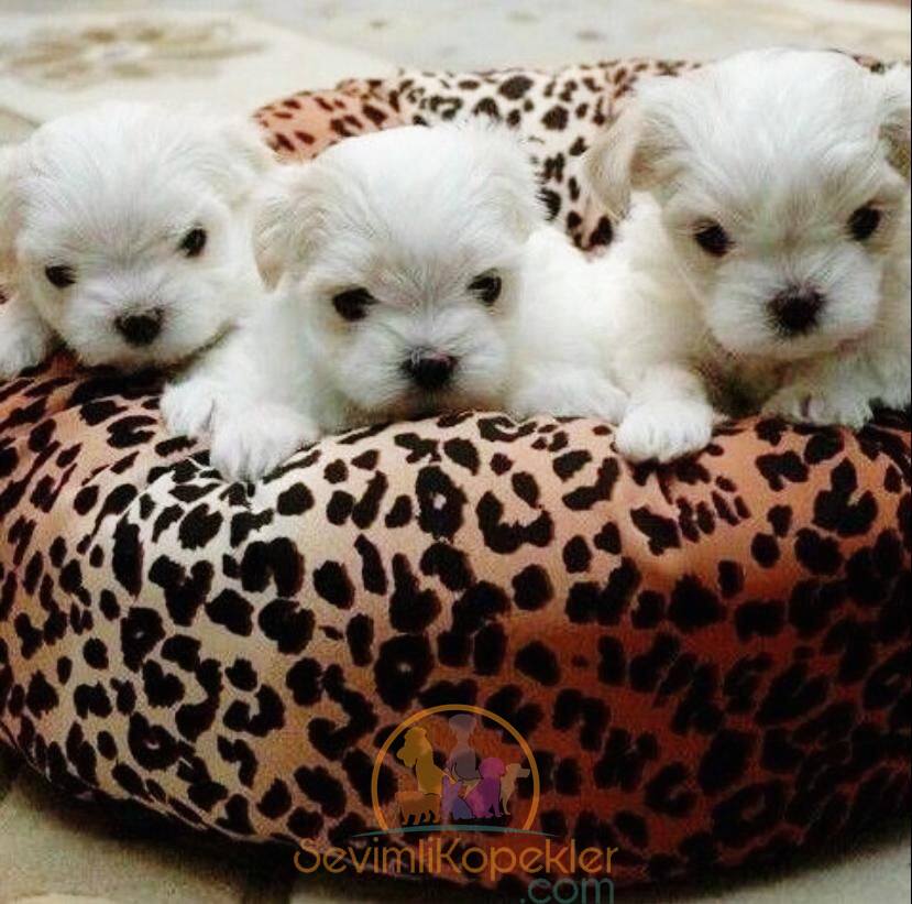 satılık Terrier Maltese ikinci fotoğrafı