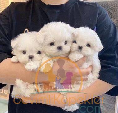 satılık Terrier Maltese ikinci fotoğrafı