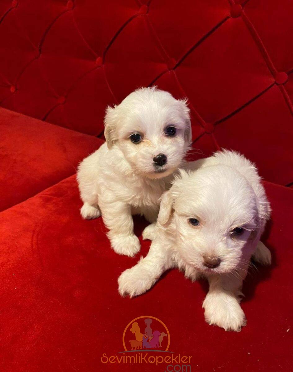 satılık Terrier Maltese ikinci fotoğrafı