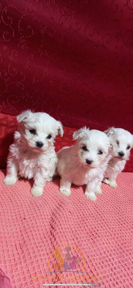 satılık Terrier Maltese ikinci fotoğrafı