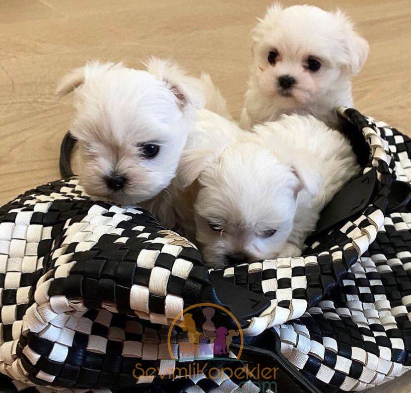 satılık Terrier Maltese dördüncü fotoğrafı