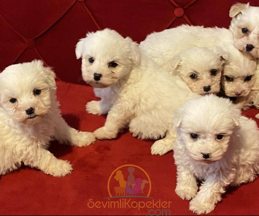 satılık Terrier Maltese üçüncü fotoğrafı