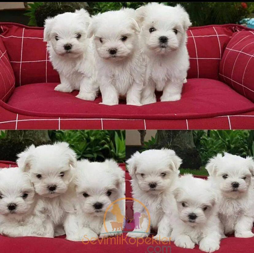 satılık Terrier Maltese üçüncü fotoğrafı