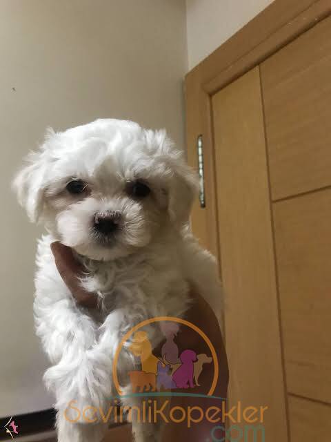 satılık Terrier Maltese üçüncü fotoğrafı