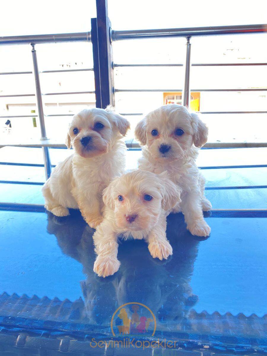 satılık Terrier Maltese üçüncü fotoğrafı