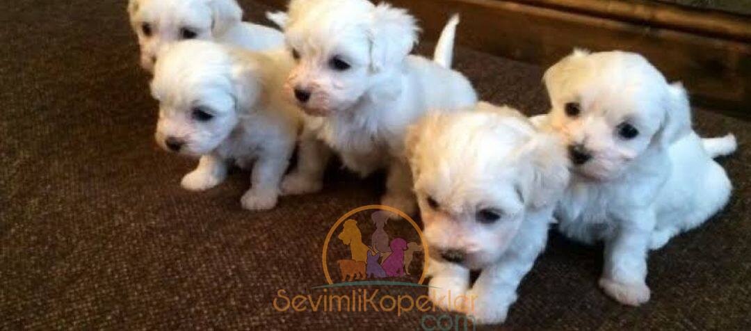 satılık Terrier Maltese ikinci fotoğrafı