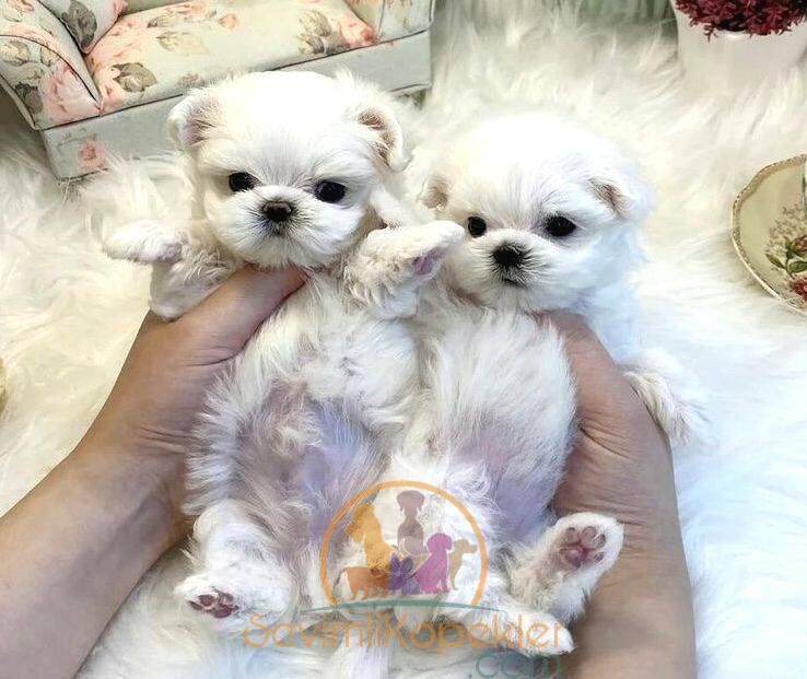 satılık Terrier Maltese fiyatı