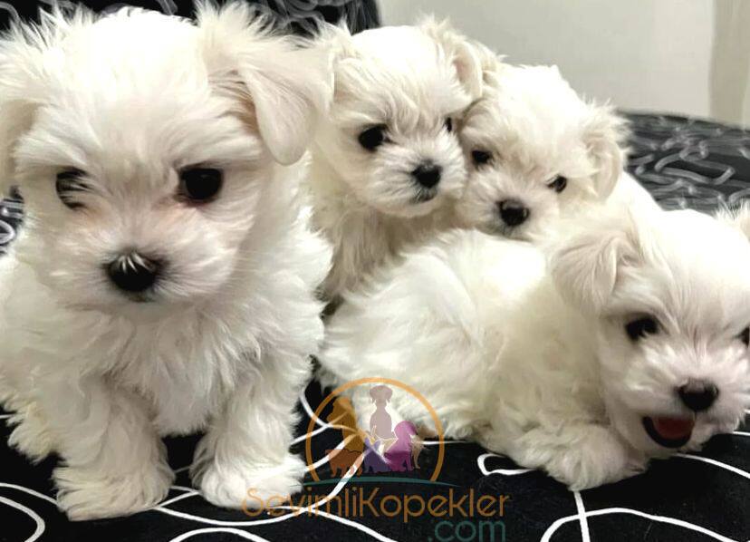 satılık Terrier Maltese ikinci fotoğrafı