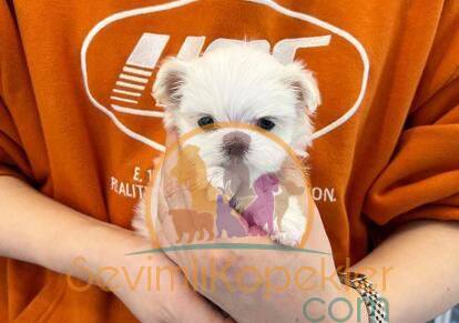 satılık Terrier Maltese ikinci fotoğrafı