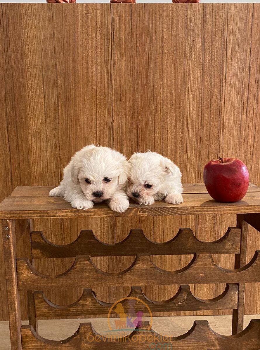 satılık Terrier Maltese ikinci fotoğrafı