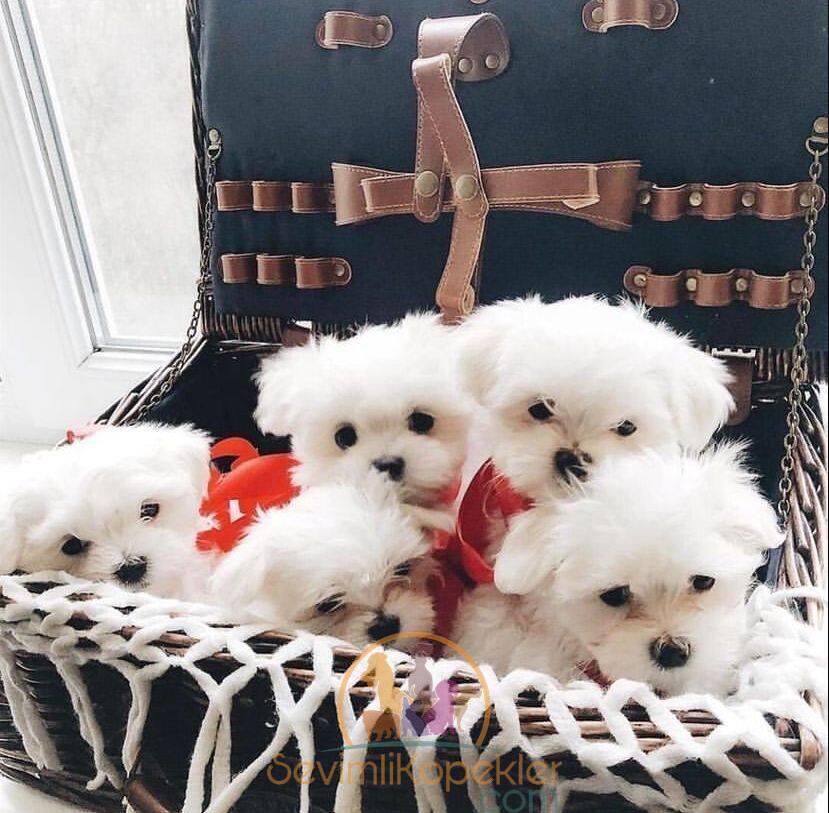 satılık Terrier Maltese ikinci fotoğrafı