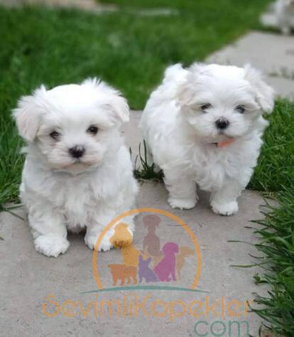 satılık Terrier Maltese fiyatı