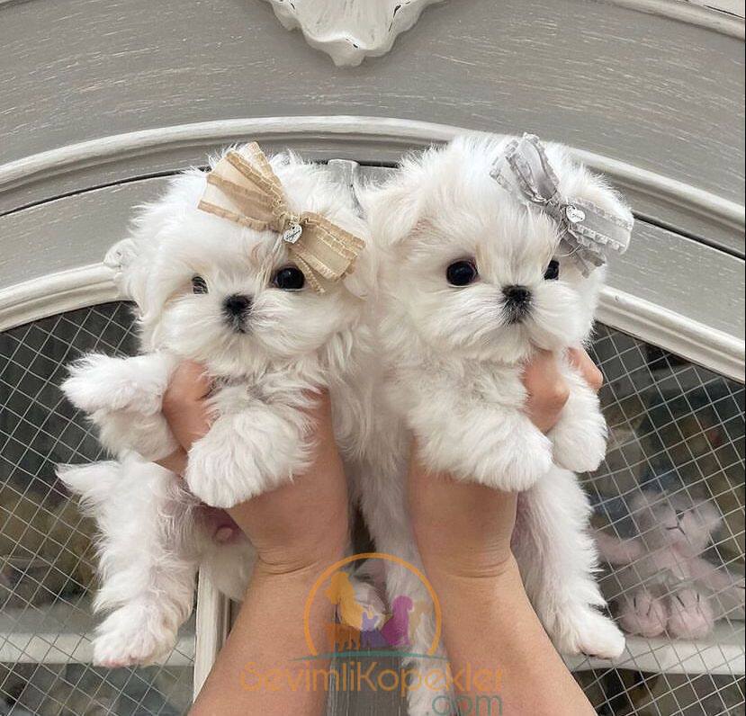 satılık Terrier Maltese ikinci fotoğrafı