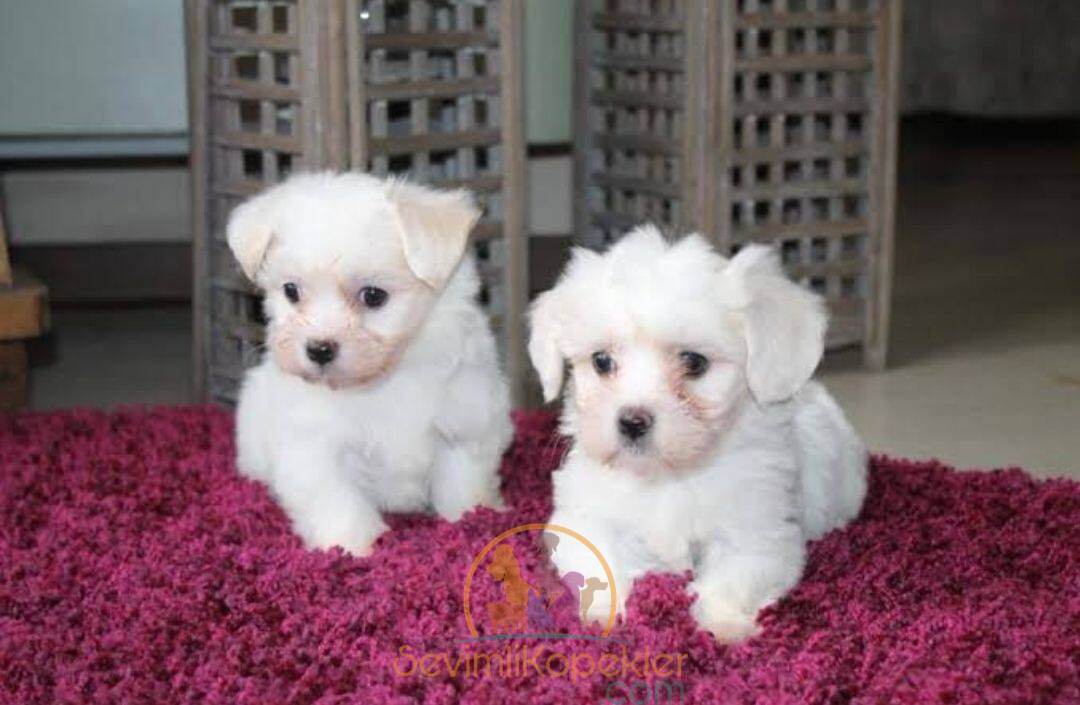 satılık Terrier Maltese ikinci fotoğrafı