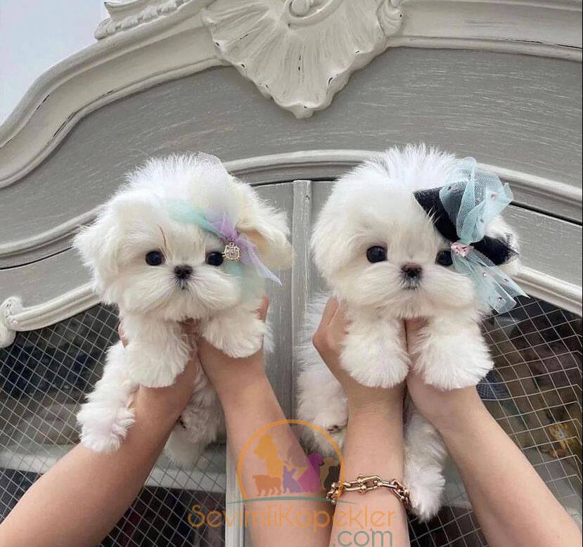 satılık Terrier Maltese ikinci fotoğrafı