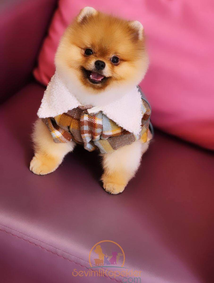 satılık Pomeranian ikinci fotoğrafı