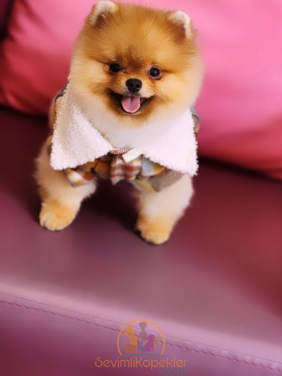 satılık Pomeranian üçüncü fotoğrafı