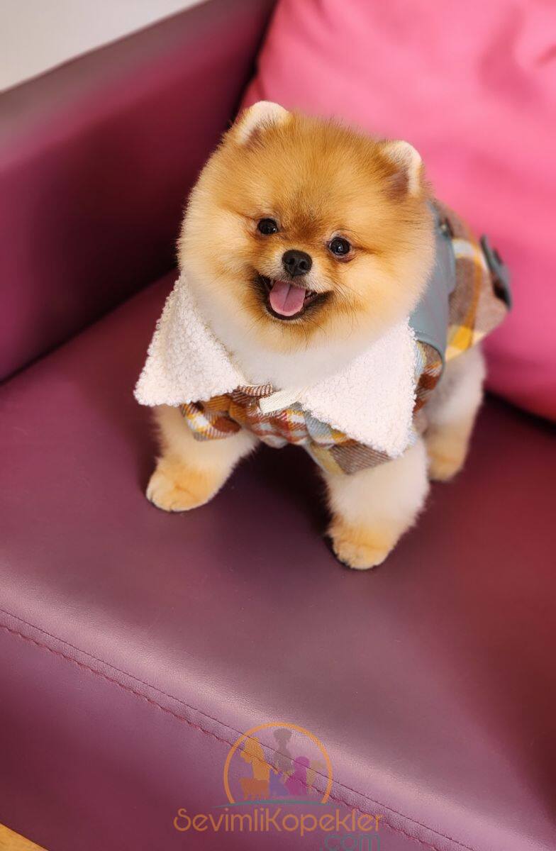 satılık Pomeranian dördüncü fotoğrafı