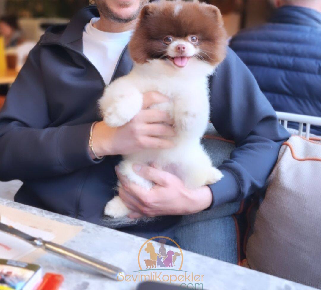 satılık Pomeranian ikinci fotoğrafı