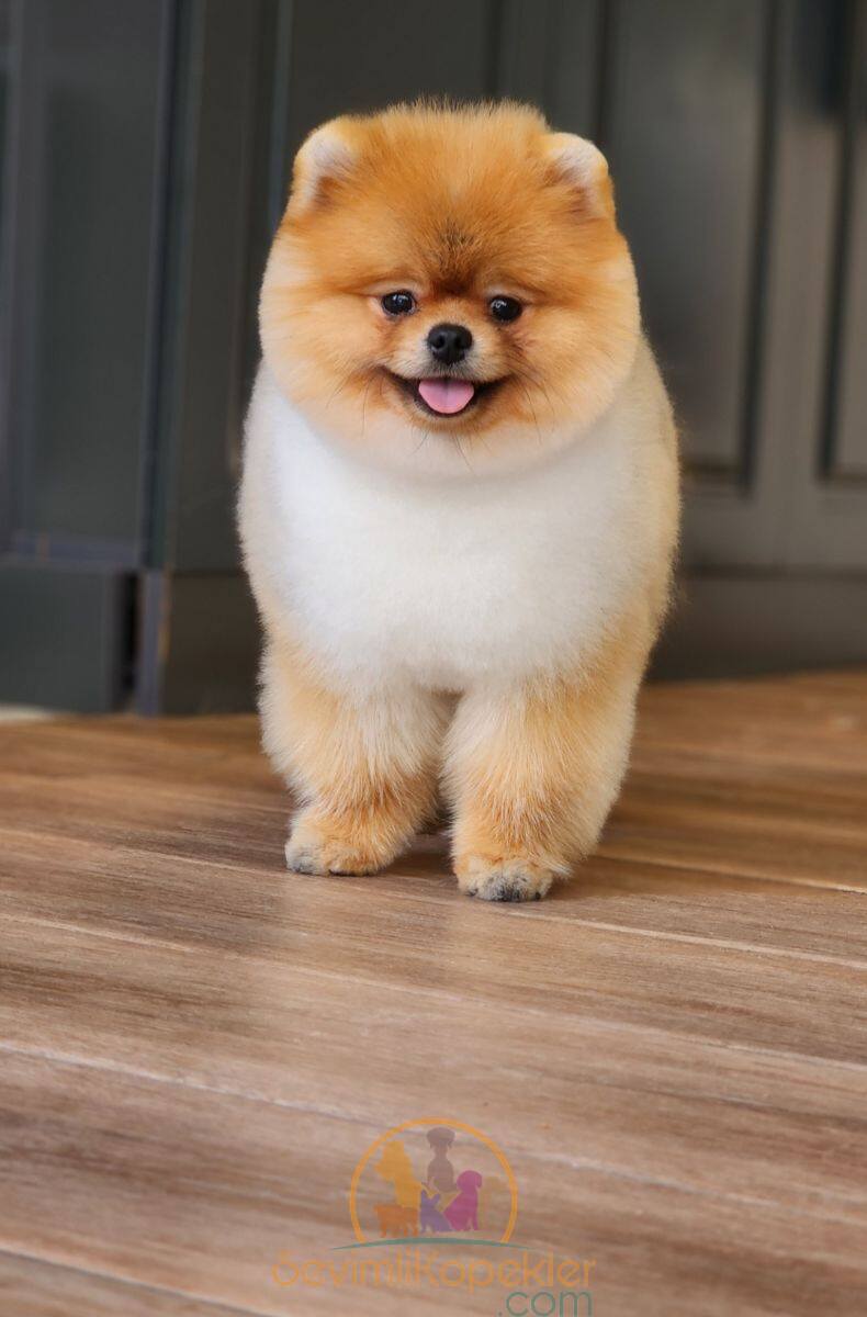 satılık Pomeranian fiyatı