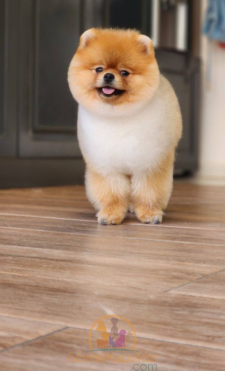 satılık Pomeranian dördüncü fotoğrafı