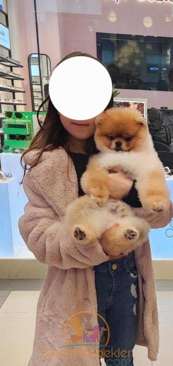 satılık Pomeranian ikinci fotoğrafı