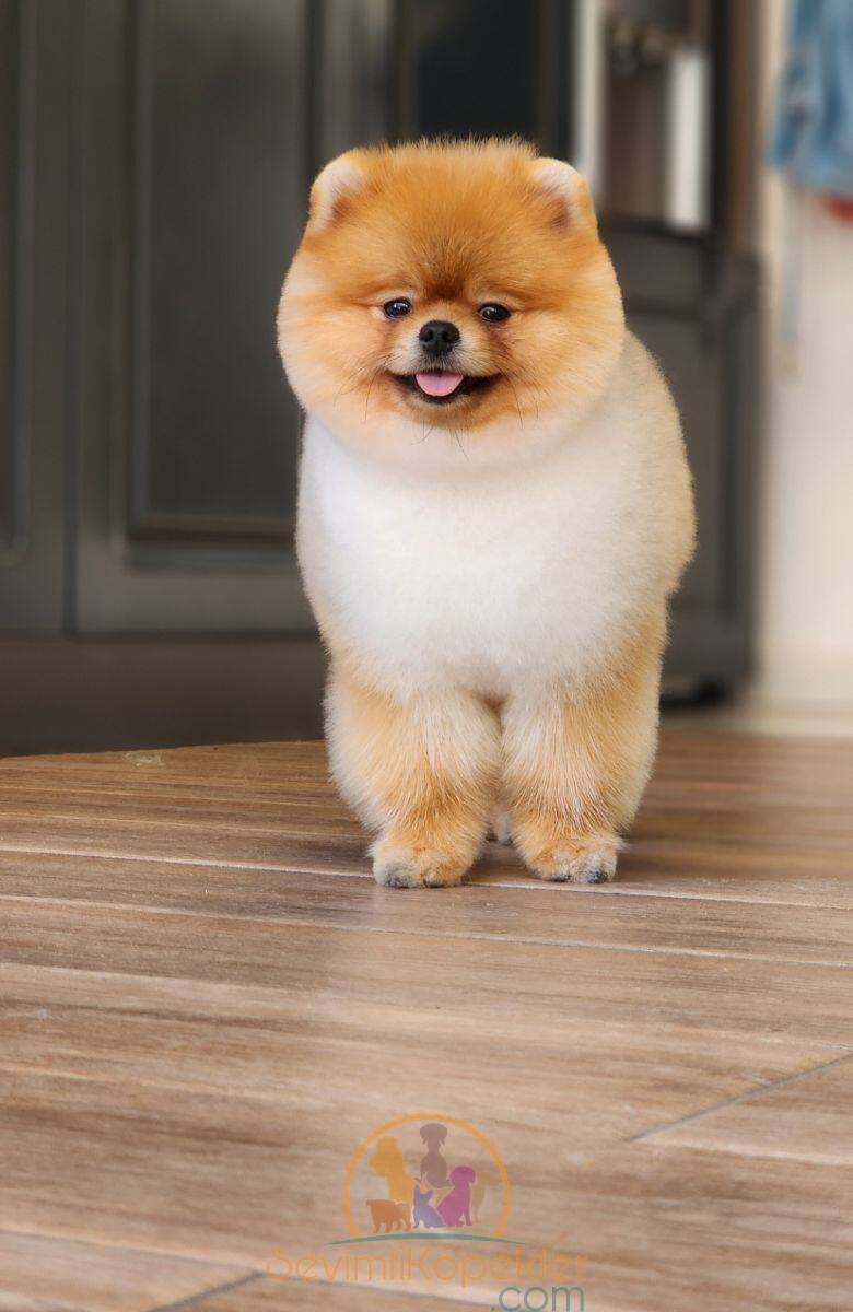 satılık Pomeranian beşinci fotoğrafı