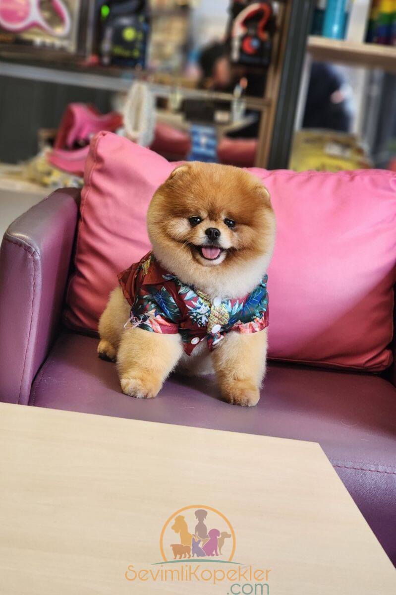 satılık Pomeranian üçüncü fotoğrafı